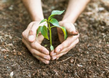 Coletivo no Crato transforma plantio de árvores em movimento de cidadania e afeto