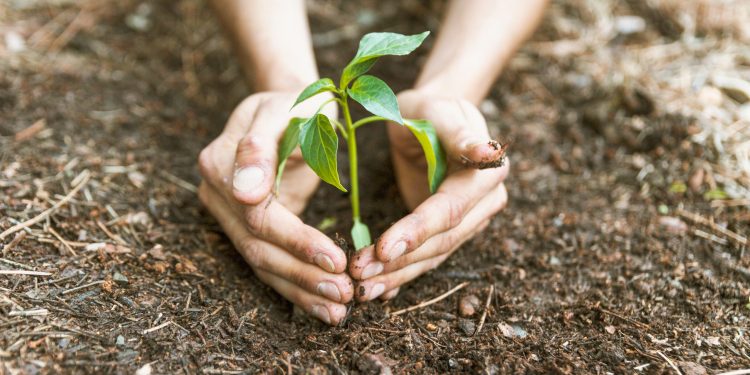 Coletivo no Crato transforma plantio de árvores em movimento de cidadania e afeto