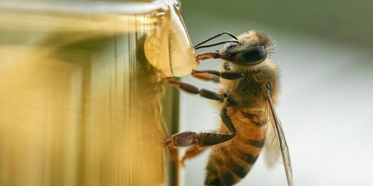 Governo do Ceará garante compra de 170 toneladas de mel por mês para merenda escolar