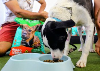 Governo do Ceará lança programa “Ração do Bem” para garantir segurança alimentar de animais resgatados