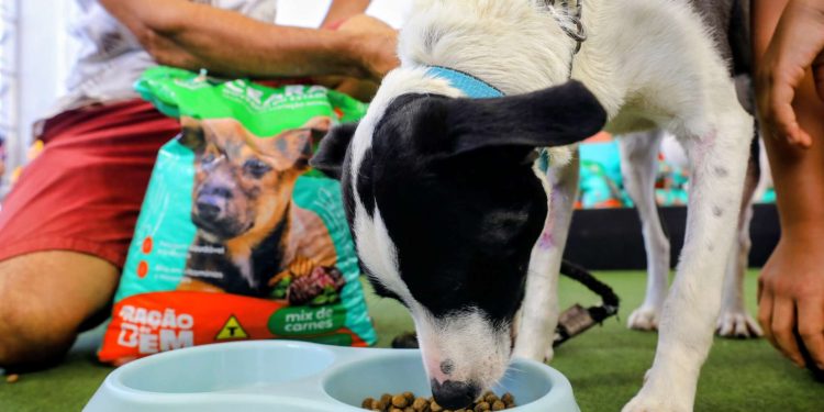 Governo do Ceará lança programa “Ração do Bem” para garantir segurança alimentar de animais resgatados