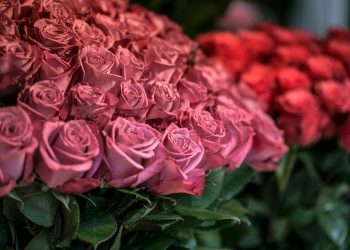 A foto do buquê de rosas – Por Alexandre Lucas