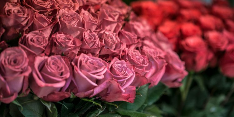 A foto do buquê de rosas – Por Alexandre Lucas