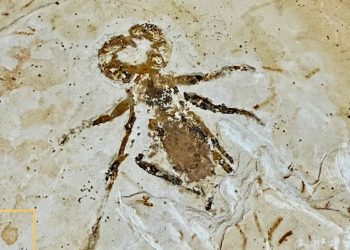 Fóssil de mais de 100 milhões de anos é repatriado e apresentado oficialmente pela URCA