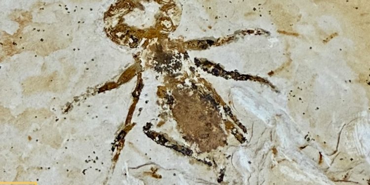 Fóssil de mais de 100 milhões de anos é repatriado e apresentado oficialmente pela URCA