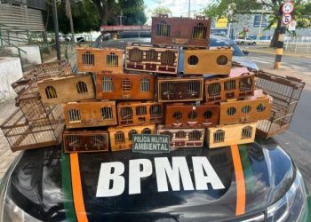 Polícia Militar apreende 30 canários-da-terra e desmonta rinha de aves em Barbalha