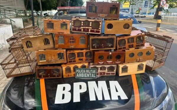 Polícia Militar apreende 30 canários-da-terra e desmonta rinha de aves em Barbalha