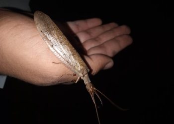 Espécie de inseto desaparecida há 110 anos é registrada novamente no Cariri