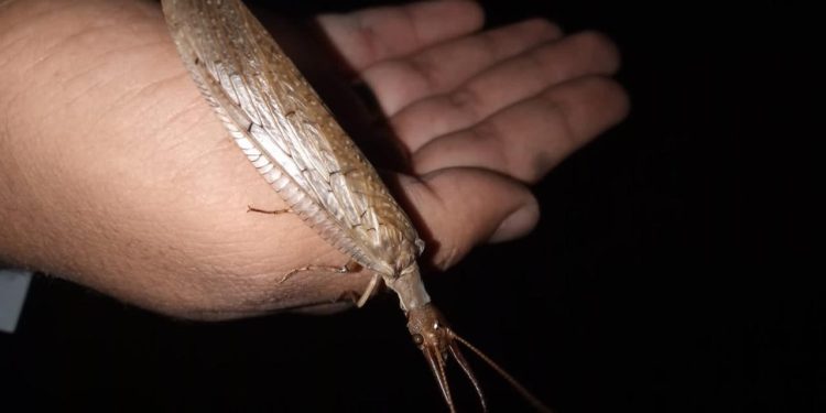 Espécie de inseto desaparecida há 110 anos é registrada novamente no Cariri