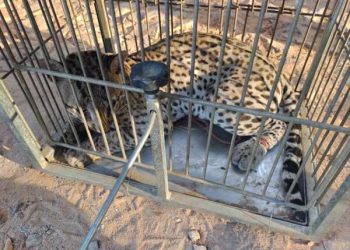 Jaguatirica ferida é resgatada pela Polícia Militar em Missão Velha