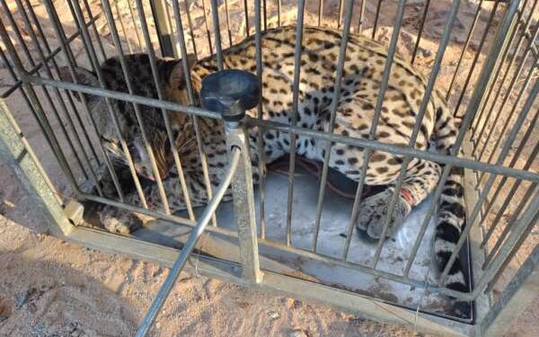 Jaguatirica ferida é resgatada pela Polícia Militar em Missão Velha