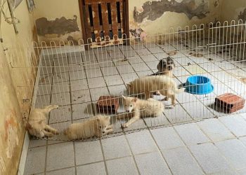Cães e gatos são resgatados de canil em situação de maus-tratos em Brejo Santo