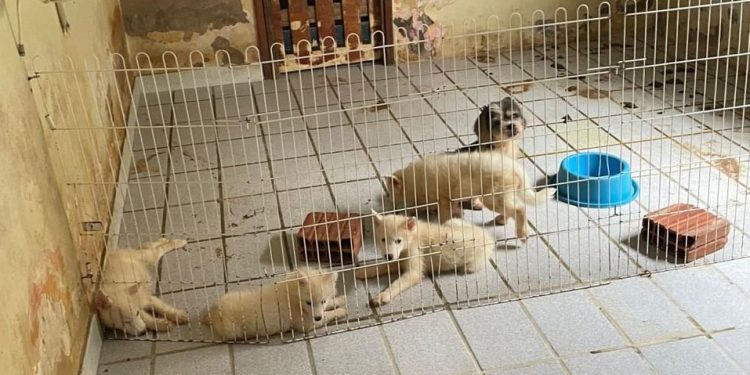 Cães e gatos são resgatados de canil em situação de maus-tratos em Brejo Santo