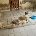 Cães e gatos são resgatados de canil em situação de maus-tratos em Brejo Santo