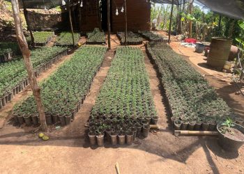 Polícia Militar localiza e destrói plantação ilegal com cerca de 20 mil mudas de maconha em Redenção