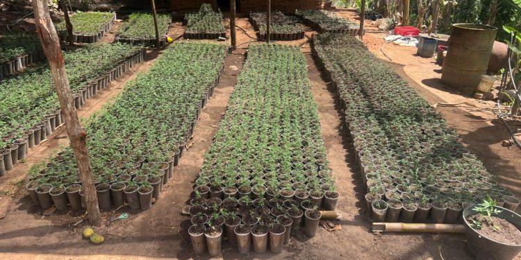 Polícia Militar localiza e destrói plantação ilegal com cerca de 20 mil mudas de maconha em Redenção