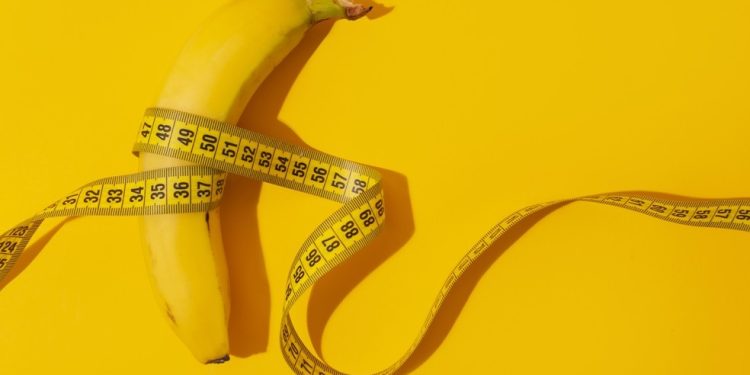 Estudo aponta que tamanho do pênis humano pode ter evoluído por atração sexual e competição entre machos